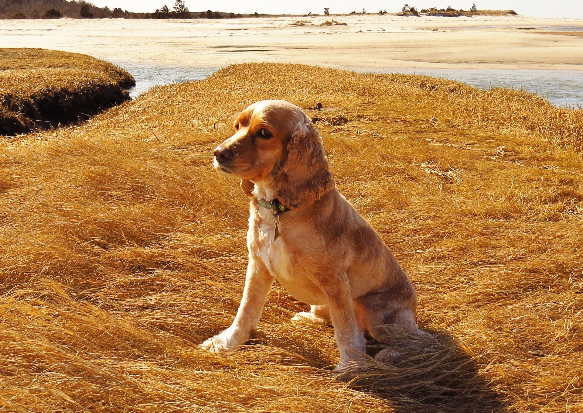 11 Best Pet Friendly Hotels In Cape Cod Massachusetts 2024 Wow Travel 11 Best Pet Friendly Hotels In Cape Cod Massachusetts 2024 Wow Travel