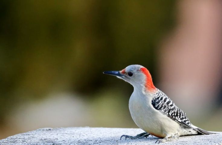 9 Types Of Woodpeckers In Michigan Inc Awesome Photos Birds Advice 9 Types Of Woodpeckers In Michigan Inc Awesome Photos Birds Advice