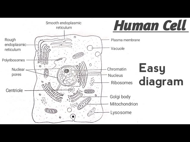 A Human Cell Diagram A Human Cell Diagram