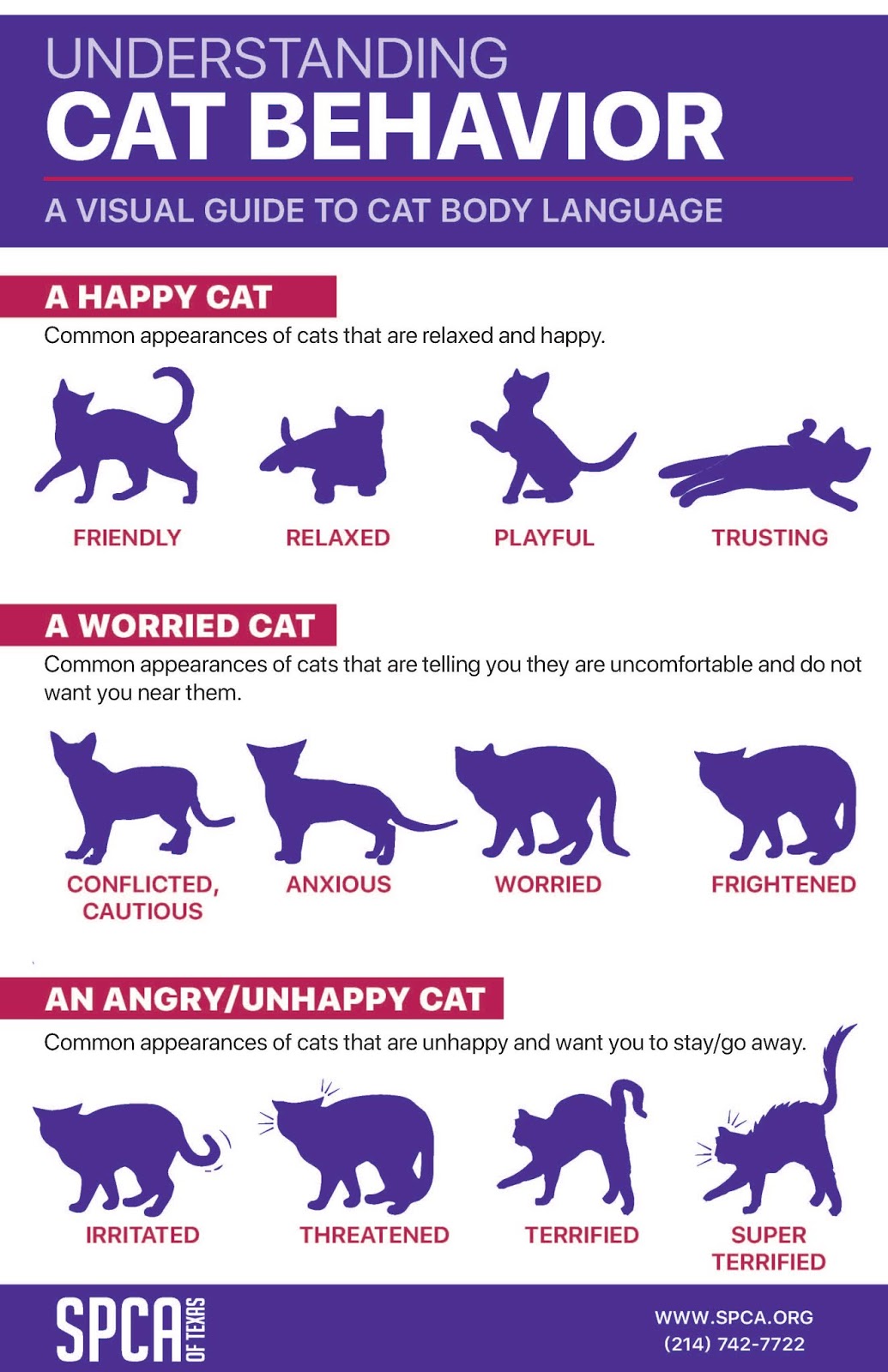 A Visual Guide To Cat Behavior Cat Behavior Cat Personalities A Visual Guide To Cat Behavior Cat Behavior Cat Personalities