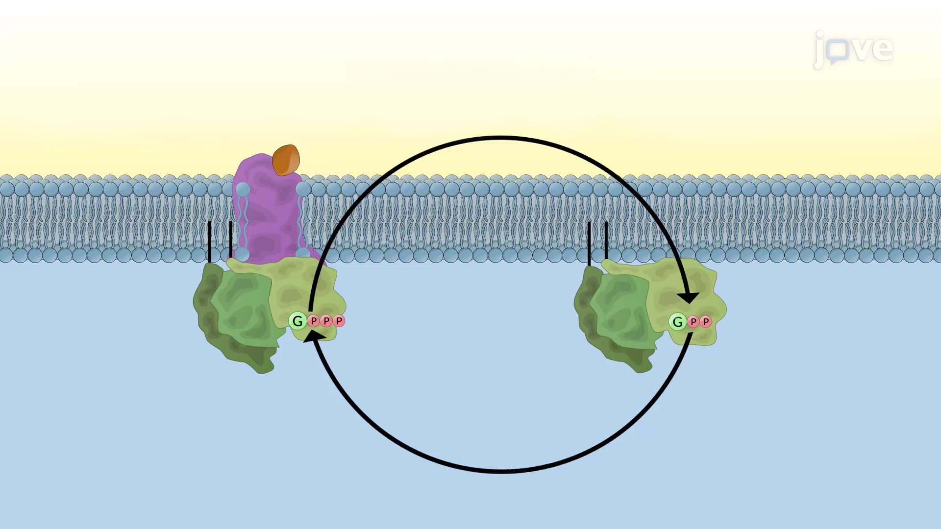 Unlocking Protein Function: Activation & Inactivation Explained
