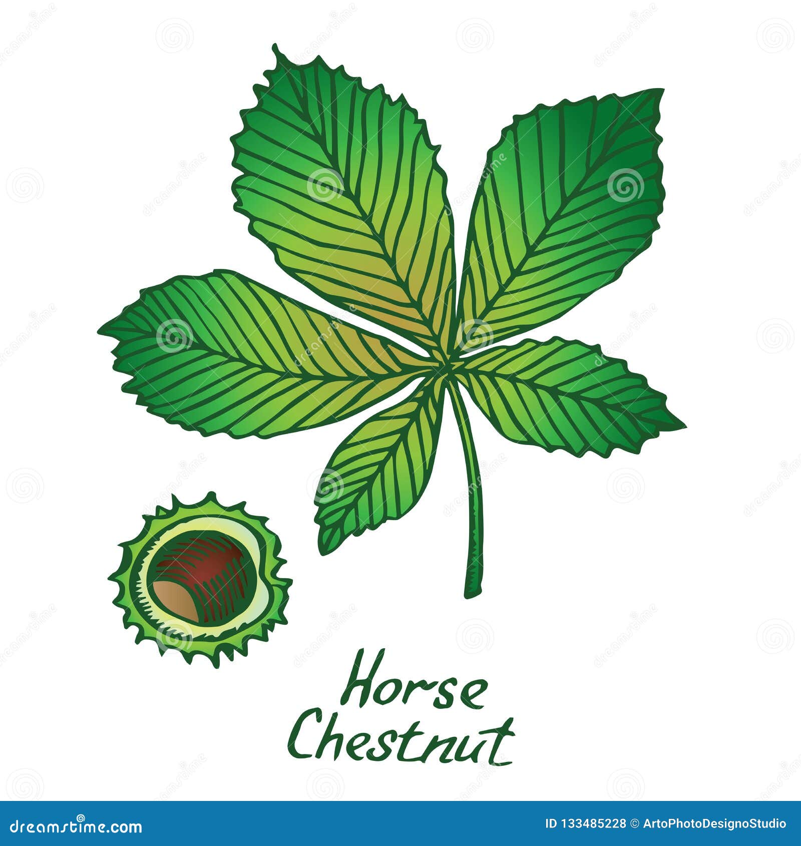 Aesculus Hippocastanum Horse Chestnut Conker Tree Comment 1 Aesculus Hippocastanum Horse Chestnut Conker Tree Comment 1