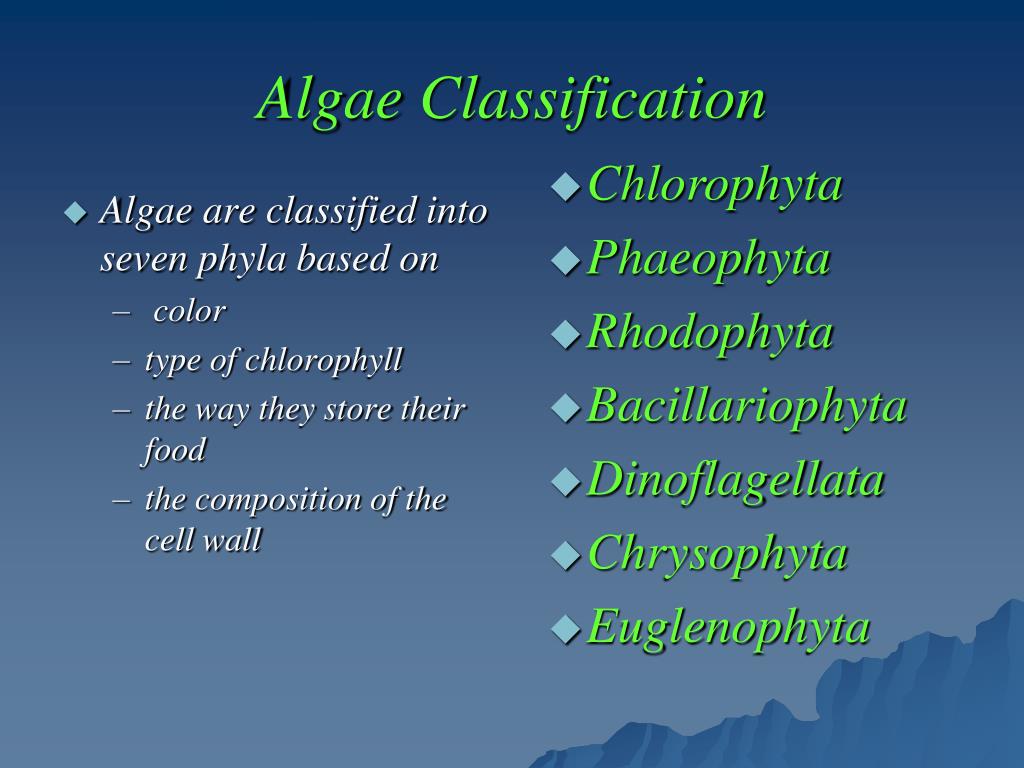 Algae Classification And Its Importance Vrogue Co Algae Classification And Its Importance Vrogue Co