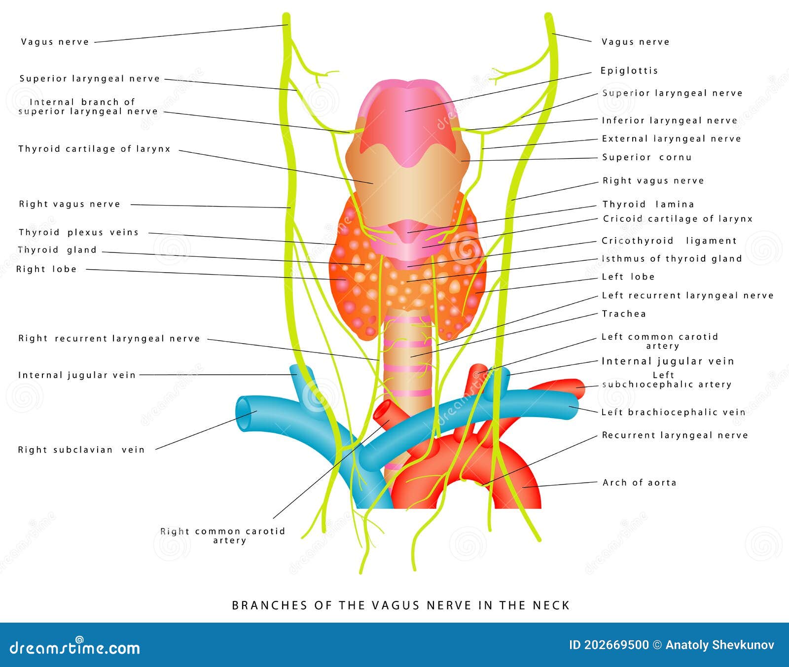 Anatomic Relationships Of The Pudendal Nerve Branches American Anatomic Relationships Of The Pudendal Nerve Branches American