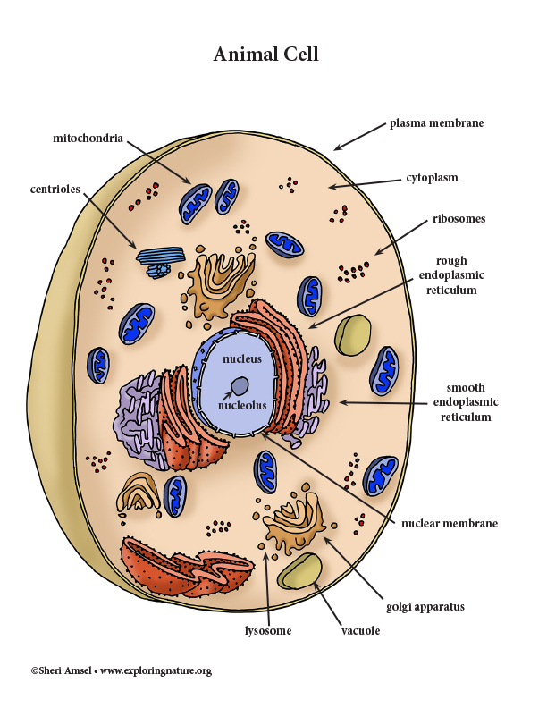 Vibrant Animal Cell Structure: A Colorful Exploration