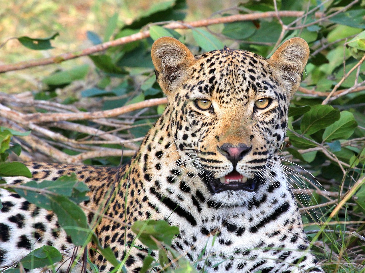 Animal Keeper Career: Your Guide to Working with Wildlife