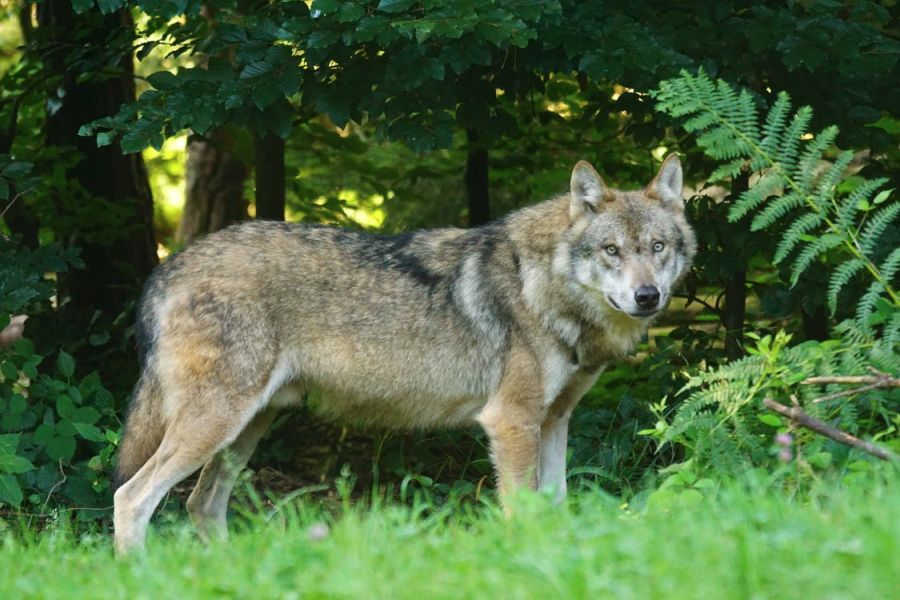 Animals and Their Symbolic Meanings: A Quick Guide Animals and Their Symbolic Meanings: A Quick Guide