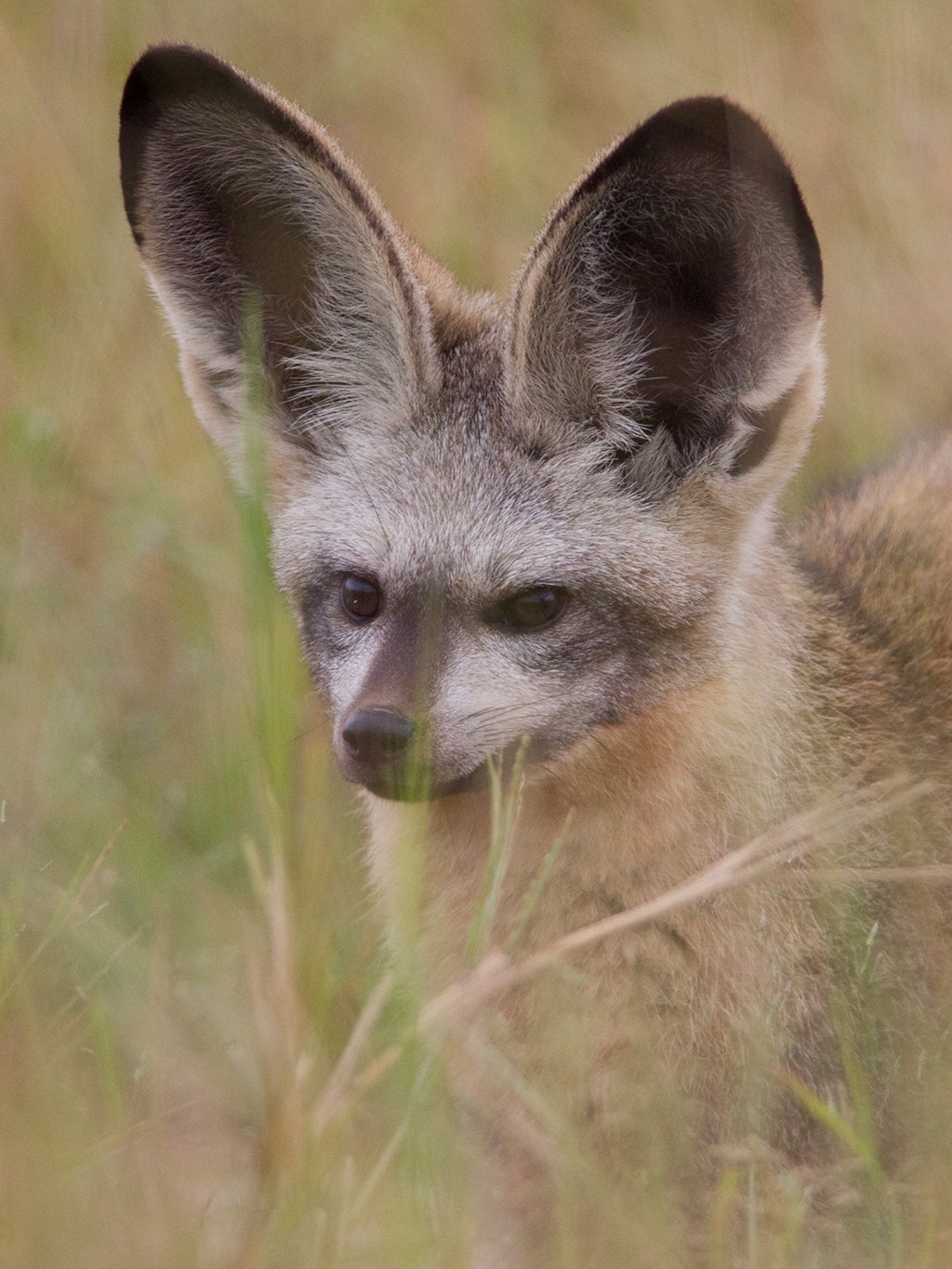 Animals With Big Ears Nature S Remarkable Listeners Animals With Big Ears Nature S Remarkable Listeners