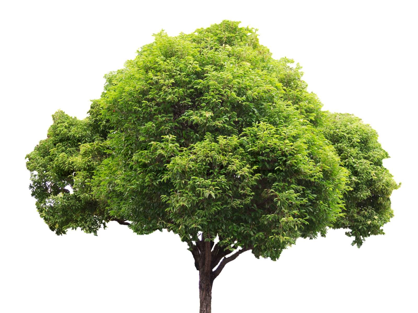 Are Isolated Trees Decomposers? The Surprising Truth Revealed
