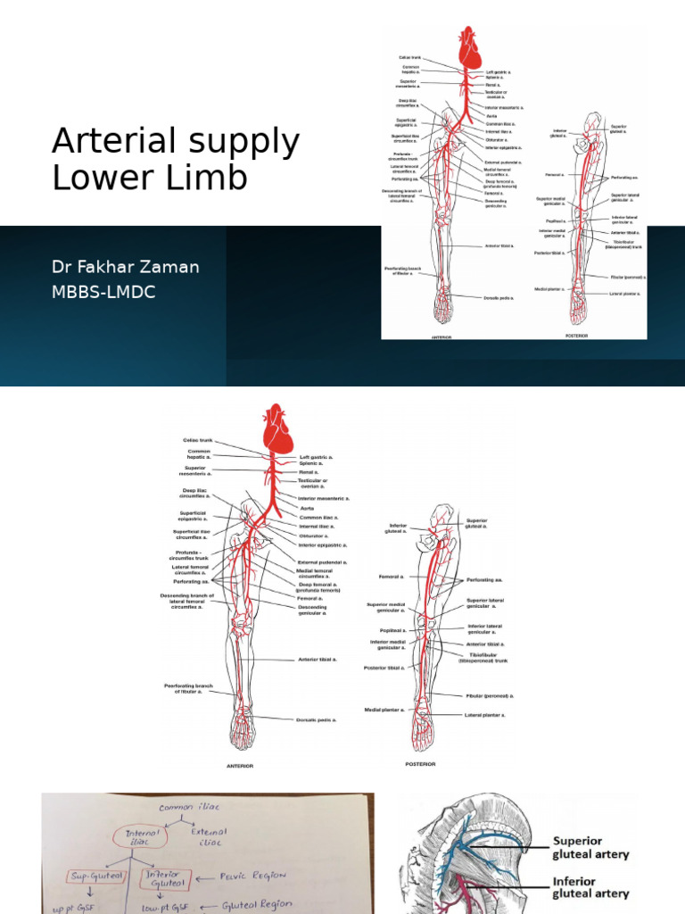 Arterial Supply of the Lower Limb: Essential Insights