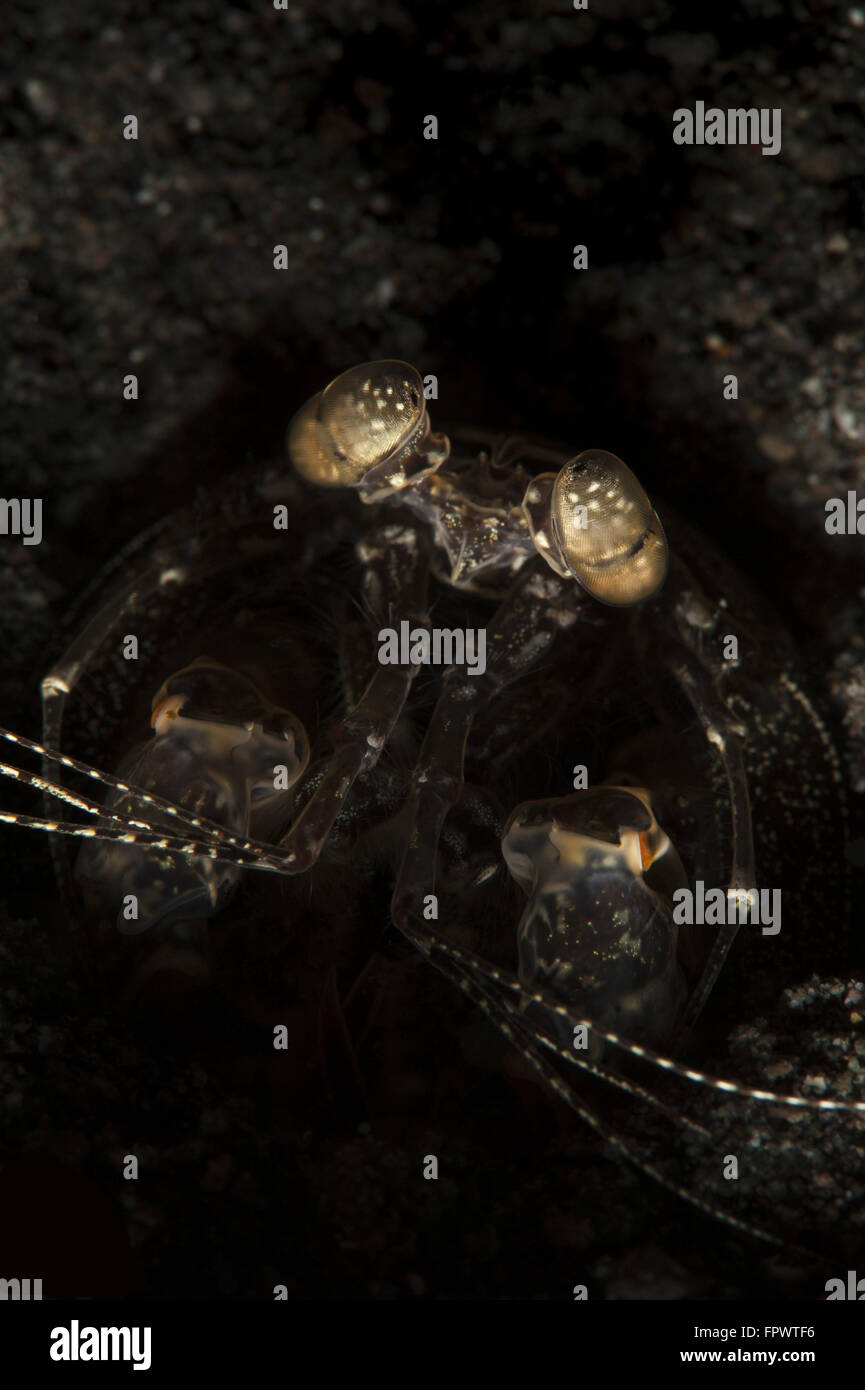 Horseshoe Shrimp: The Living Fossil of Arthropods