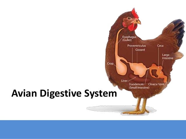 Understanding the Chicken's Avian Digestive System: A Quick Guide Understanding the Chicken's Avian Digestive System: A Quick Guide