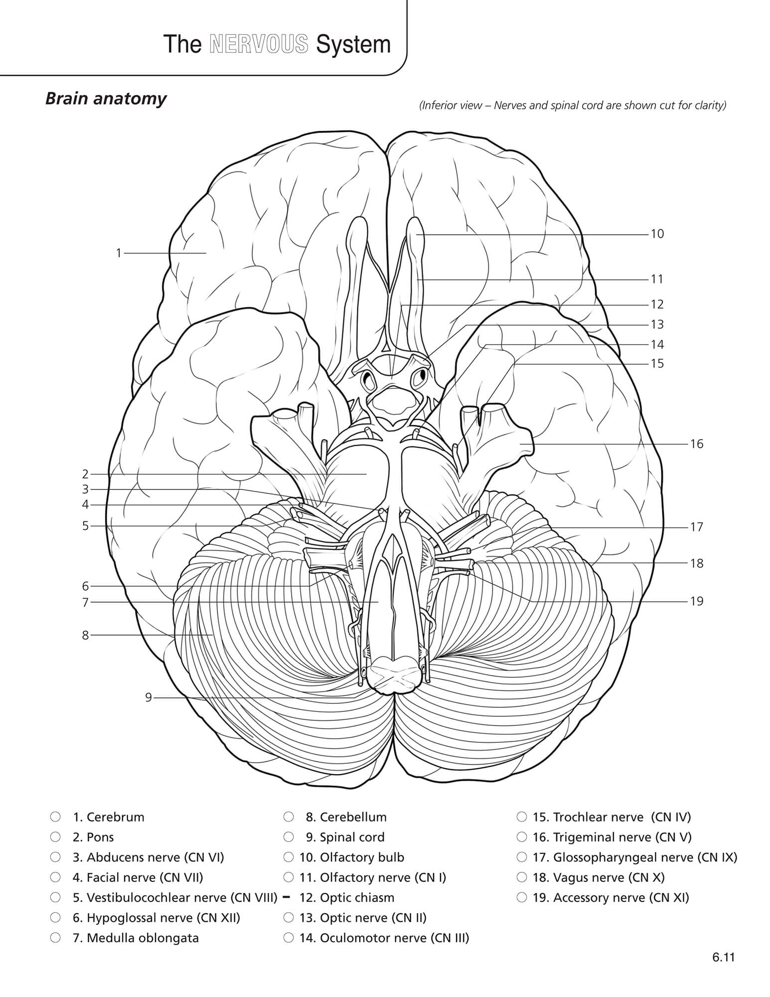 Top Anatomy and Physiology Books for Comprehensive Learning