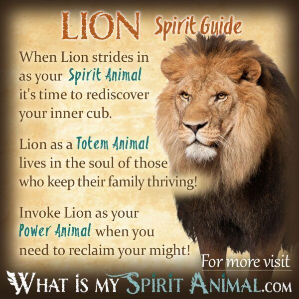Bird Symbolism Meaning Spirit Totem Power Animal Bird Symbolism Meaning Spirit Totem Power Animal