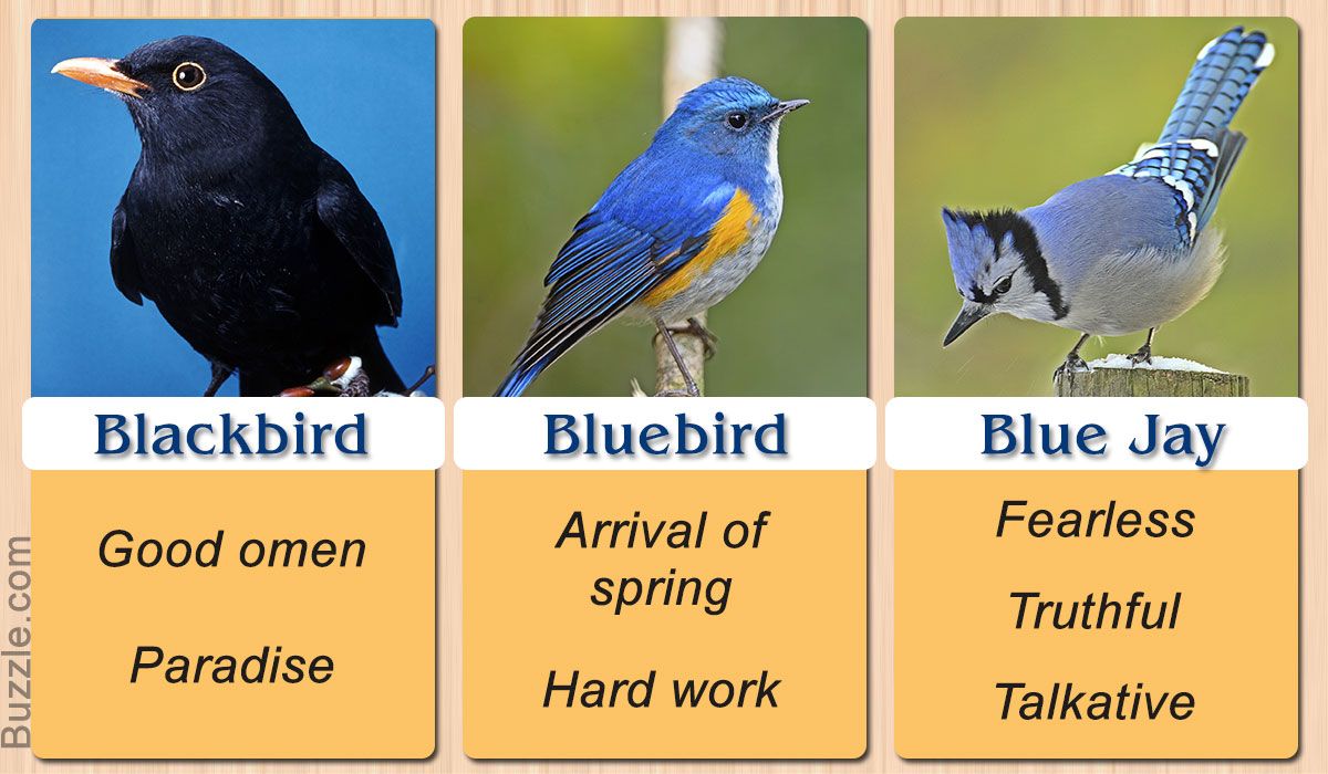 Birds And Meanings Artofit Birds And Meanings Artofit