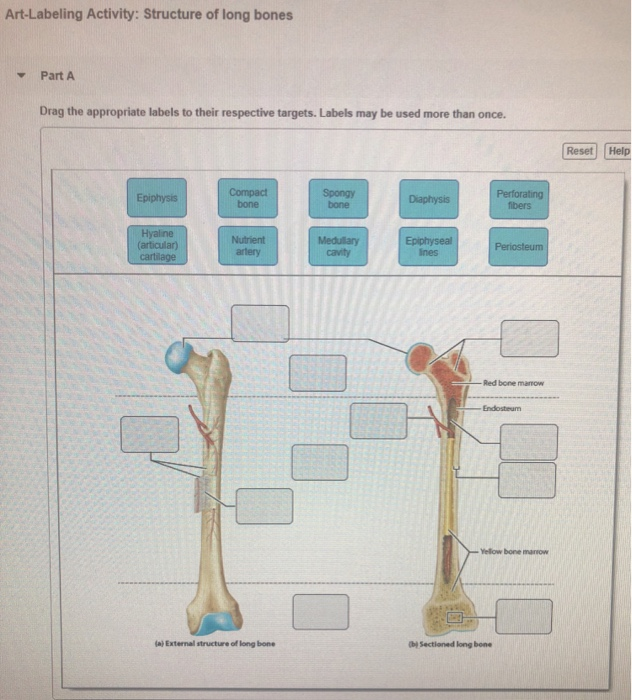Bone Structure Labeling: Essential Guide for Anatomy Enthusiasts