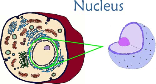 Cell Nucleus Analogy: Unlocking the Brain of the Cell