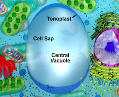 Cell Organelle Analogies Cell Organelle Analogies
