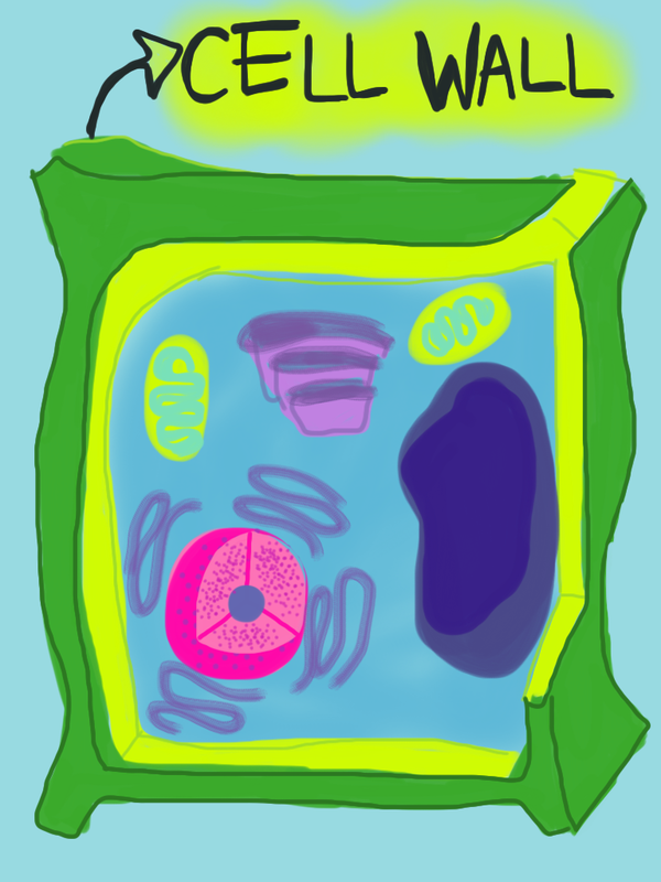 Cell Wall Picture: A Visual Guide to Plant Structure Cell Wall Picture: A Visual Guide to Plant Structure