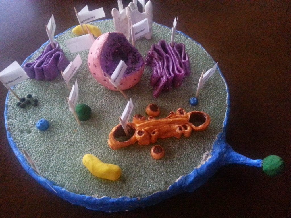 Clay Cell Model: Creative 3D Science Project Idea