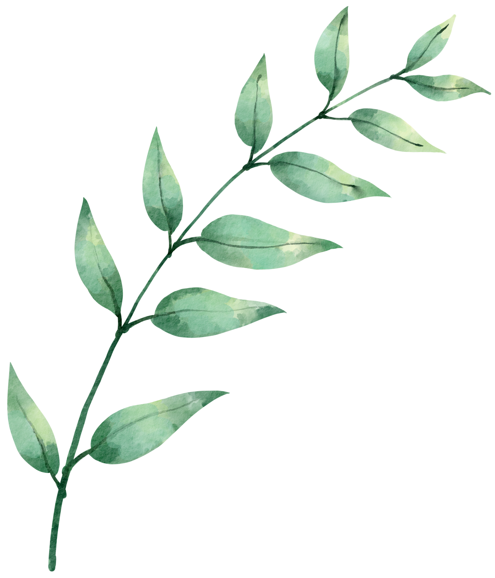 Clip Art De Rbol Con Curvas Con Hojas Verdes Rbol Verde Bosque Png Clip Art De Rbol Con Curvas Con Hojas Verdes Rbol Verde Bosque Png