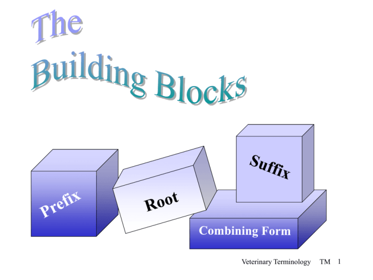 Understanding the Combining Form for Nerve Root Simplified
