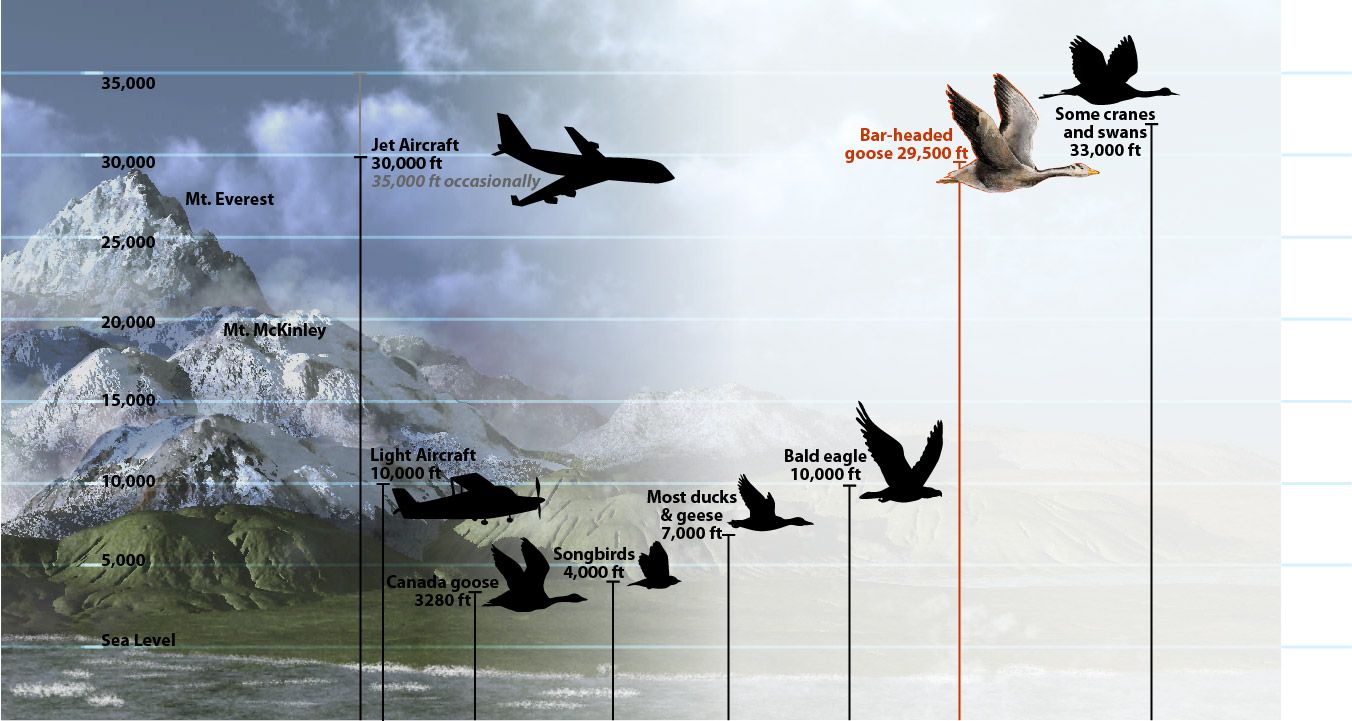 Commercial Flight Altitude: Why Do Planes Fly So High?