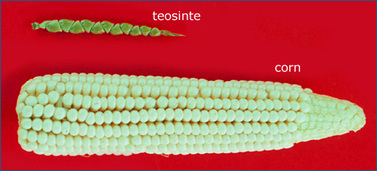 Unveiling Corn's Evolution Through Artificial Selection