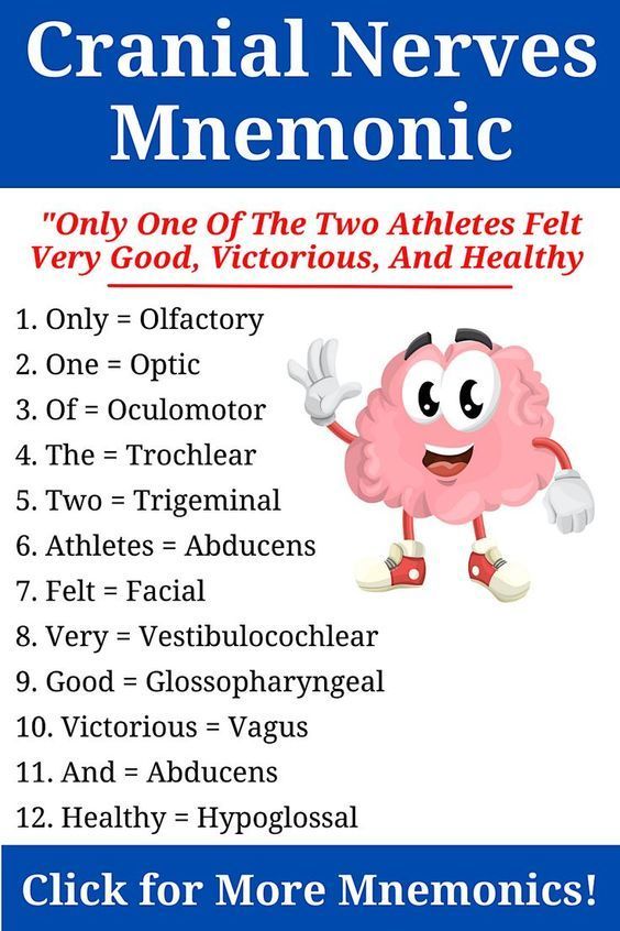 Cranial Nerve Acronym: Quick Guide to Remembering CNs
