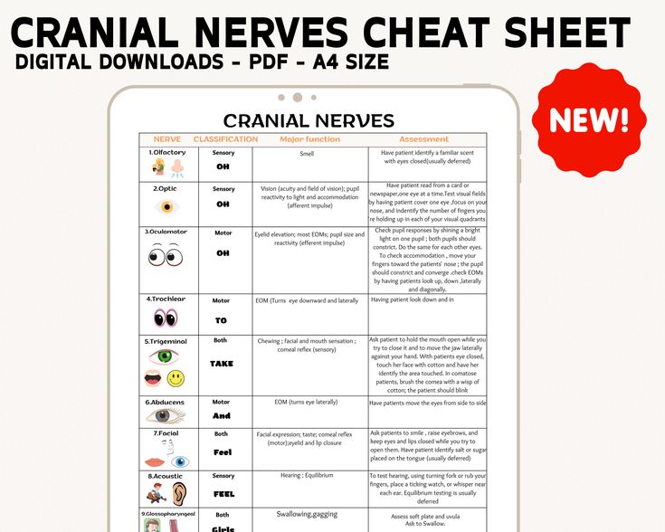 Cranial Nerves Cranial Nerves Sheet 12 Cranial Nerves Nursing Cranial Nerves Cranial Nerves Sheet 12 Cranial Nerves Nursing