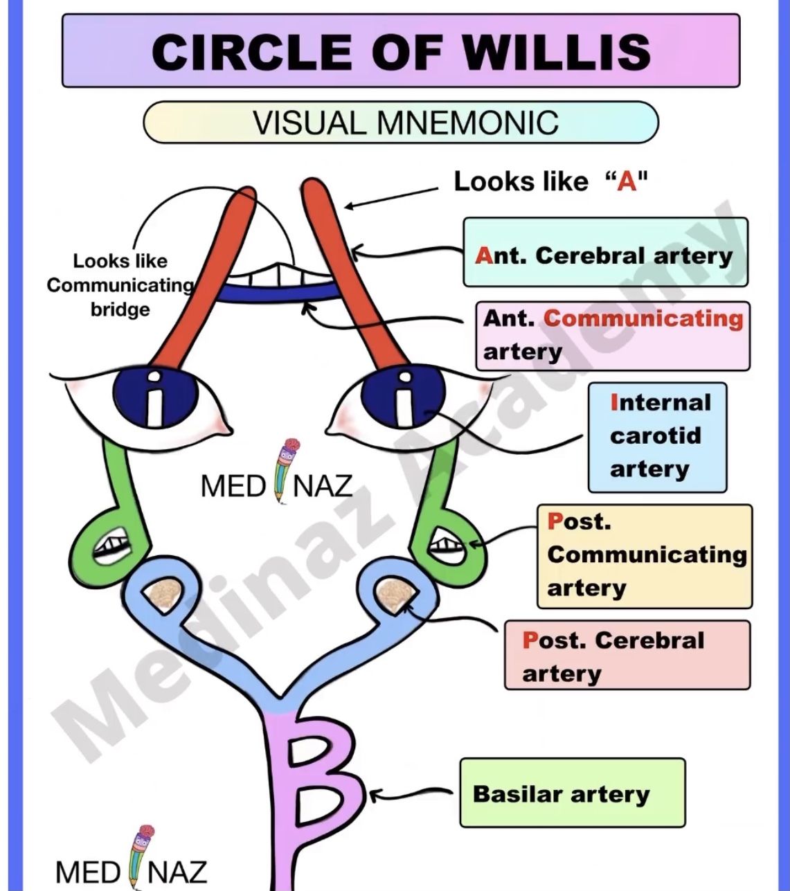 Cranial Nerves Mnemonics Anatomy Simplified Artofit Cranial Nerves Mnemonics Anatomy Simplified Artofit