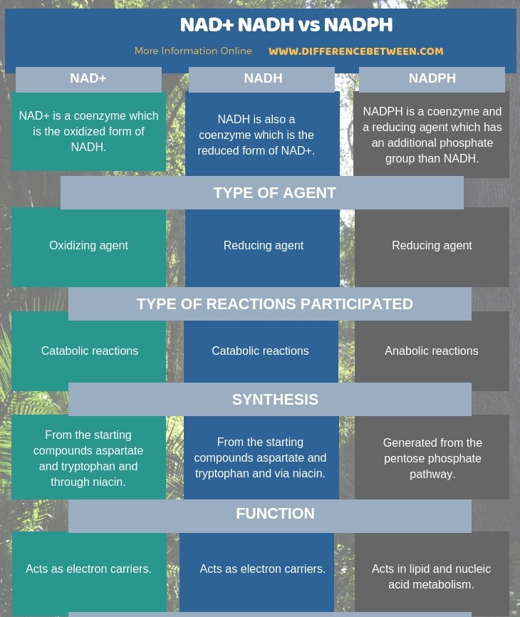 NAD vs NADH: Key Differences Explained