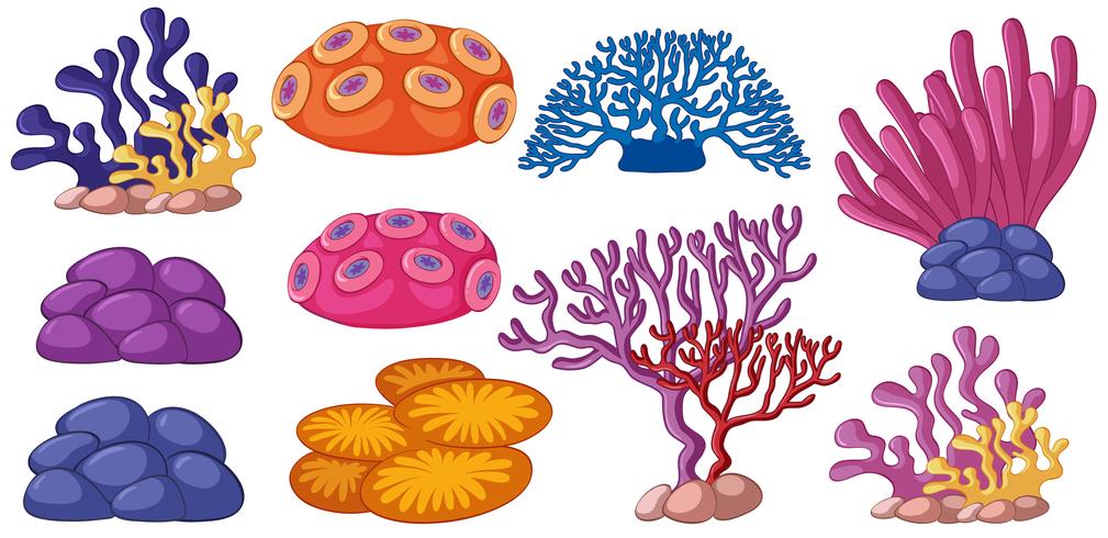 Different Coral Types: A Colorful Guide to Reef Builders Different Coral Types: A Colorful Guide to Reef Builders