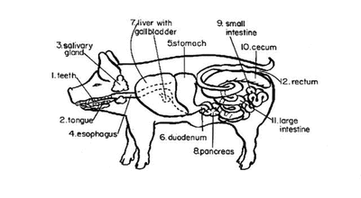Pig Digestive System: An Efficient Nutrient Processor