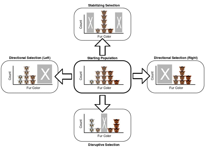 Disruptive vs. Stabilizing Selection: Evolution's Tug-of-War Explained Disruptive vs. Stabilizing Selection: Evolution's Tug-of-War Explained