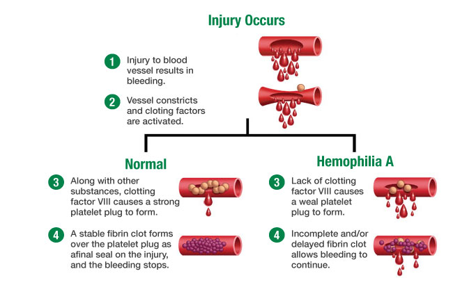 Does Human Red Blood Cells Contain DNA?