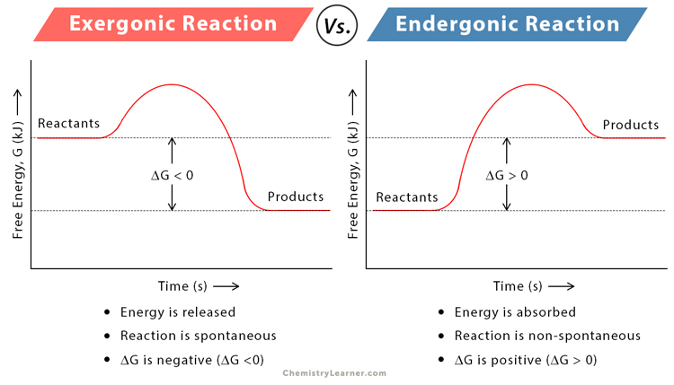 Do Exergonic Reactions Release Energy? Find Out Now!