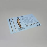 Earthworm Dissection Guide: Simple Steps for Beginners