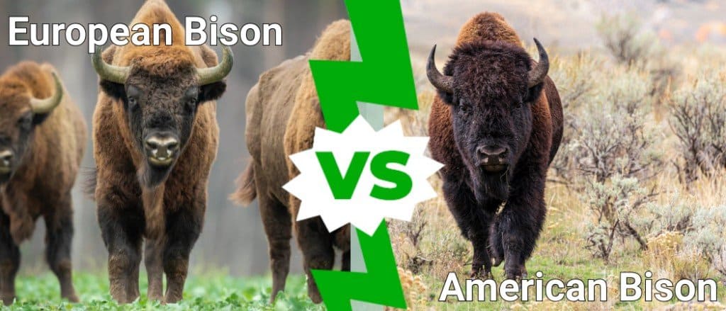 European Bison Vs American Bison 4 Key Differences Explained Imp World European Bison Vs American Bison 4 Key Differences Explained Imp World