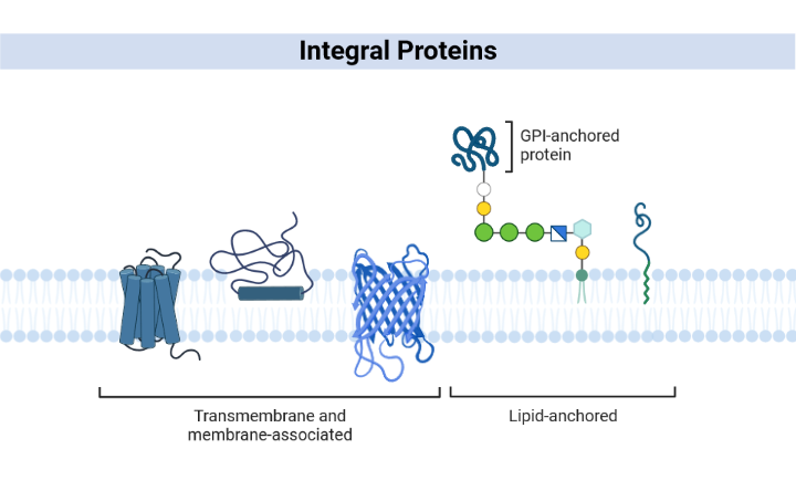 Examples of Integral Proteins: Essential Membrane Components Explained