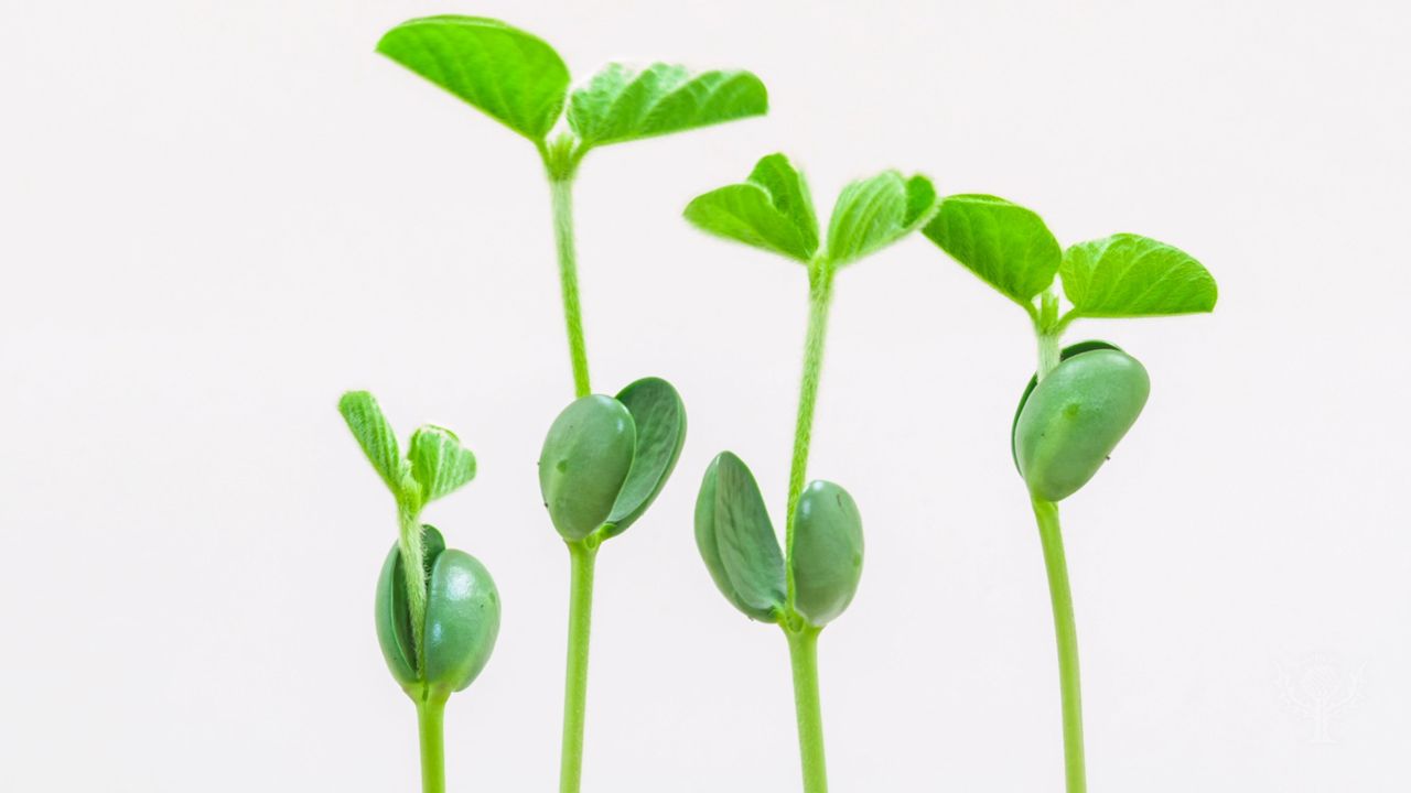 Examples Of Monocots With Names Examples Of Monocots With Names