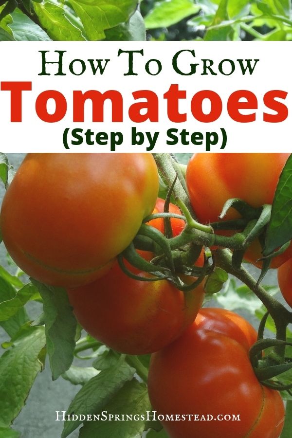 Expert Tips For Growing Tomatoes Artofit Expert Tips For Growing Tomatoes Artofit