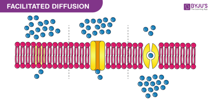 Explain How Facilitated Diffusion Works And Give An Example Explain How Facilitated Diffusion Works And Give An Example