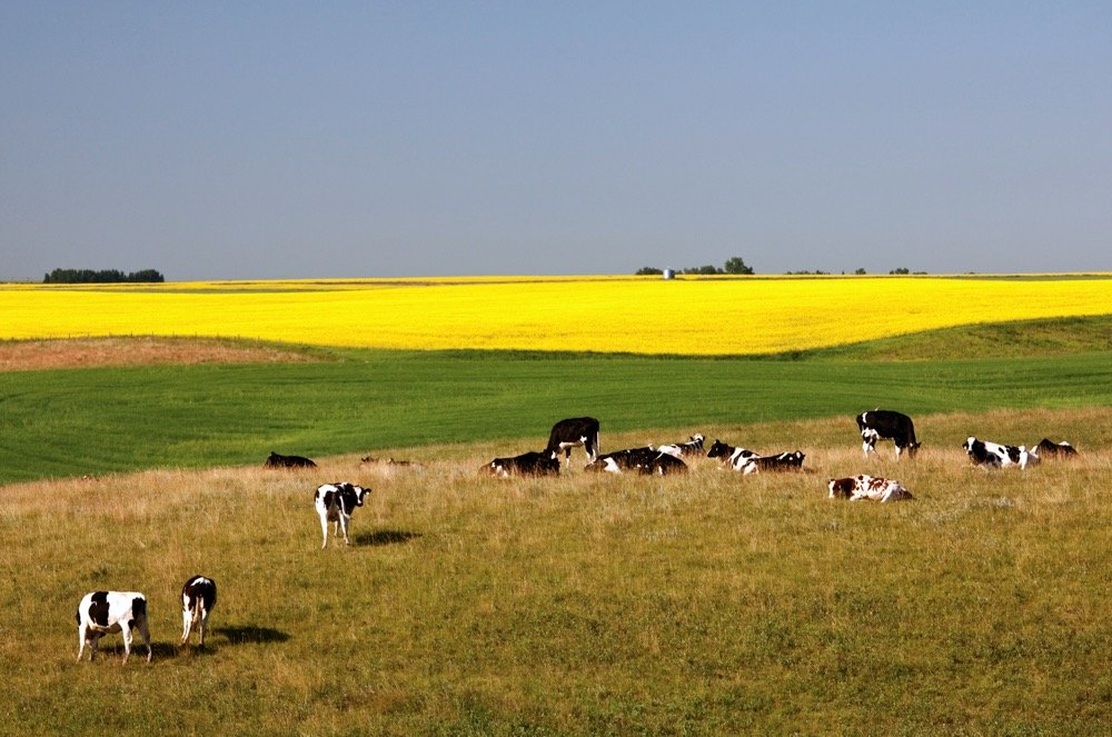 Farming Practices Dominating Modern Agriculture