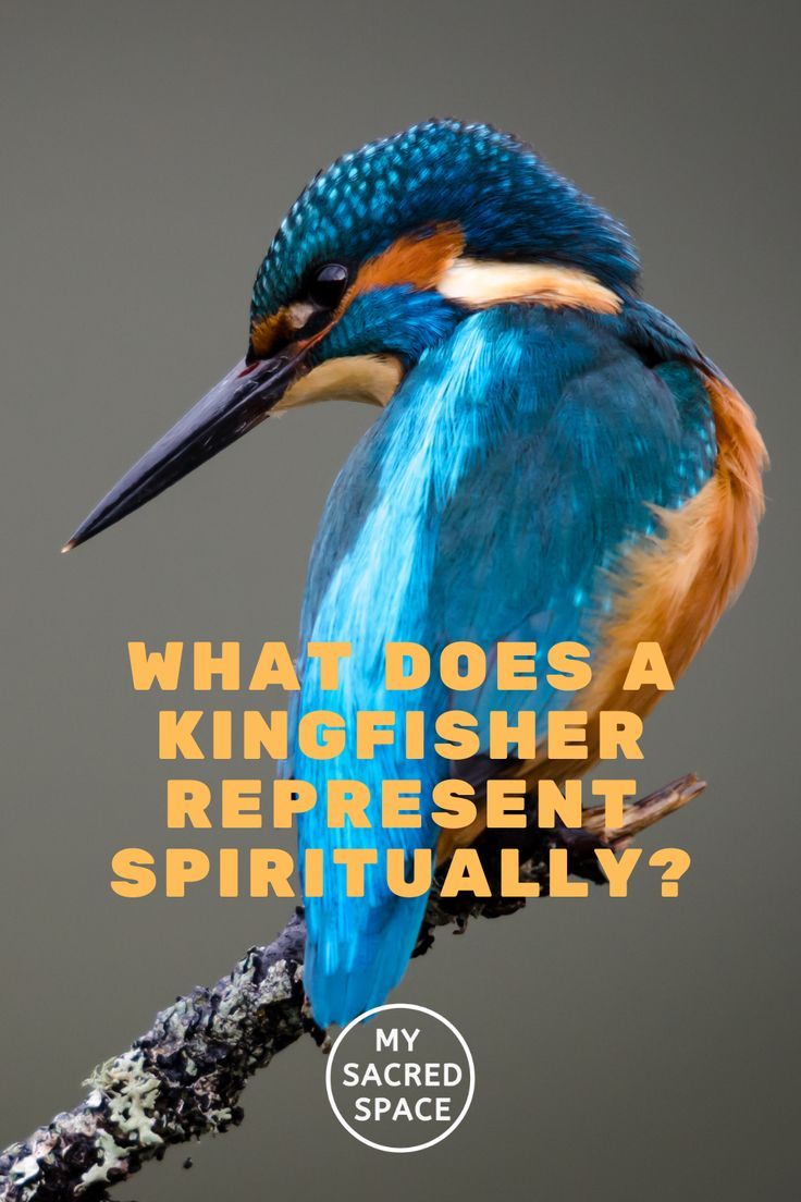 Kingfisher Spirit Animals Symbolize Adventurousness Emotional Depth Kingfisher Spirit Animals Symbolize Adventurousness Emotional Depth