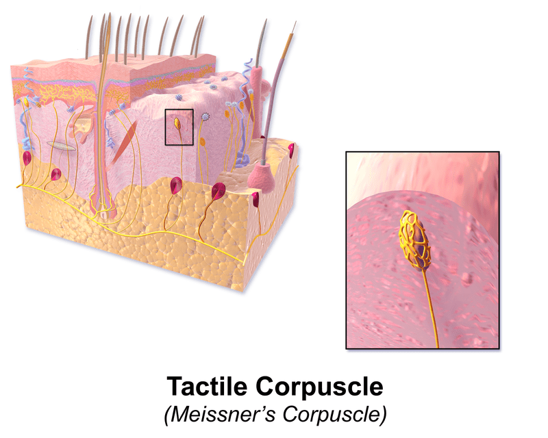 Lamellar Cells In Pacinian And Meissner Corpuscles Are Touch Sensors Lamellar Cells In Pacinian And Meissner Corpuscles Are Touch Sensors