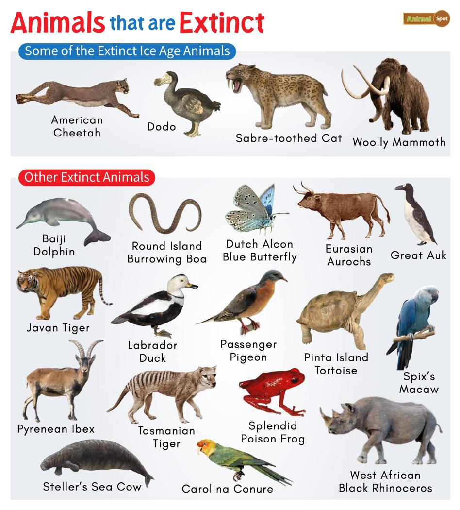 Top Animal Careers: Jobs for Animal Lovers