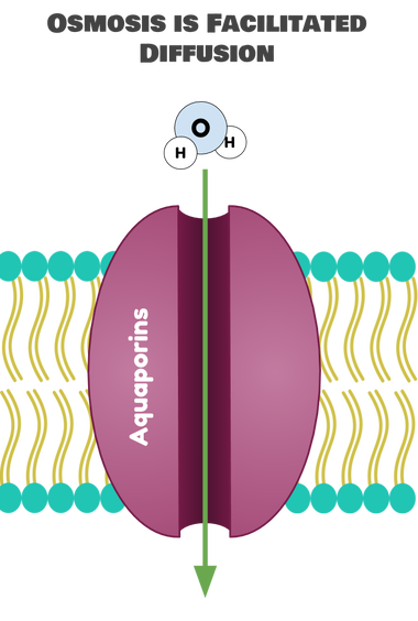 Membrane Transport Eons Learning Membrane Transport Eons Learning