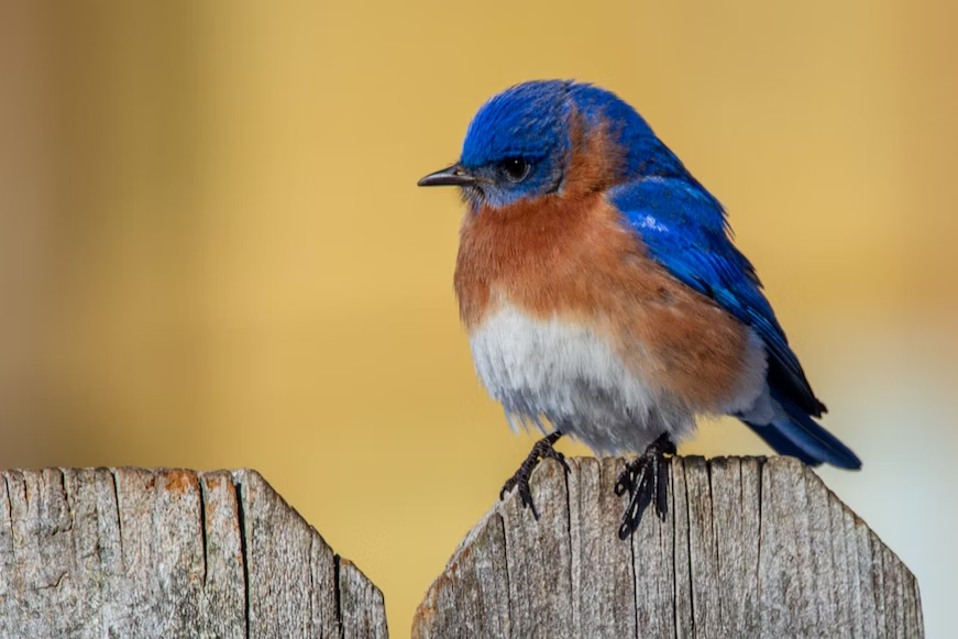 Michigan Blue Birds: A Guide to Spotting & Enjoying