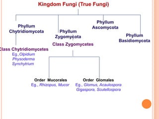 Mycology Classification Of Fungi Structure Advantages Amp Disadvantages Mycology Classification Of Fungi Structure Advantages Amp Disadvantages